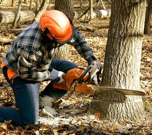 Tree Removal in Neah Bay, WA